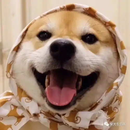 如何挑选柴犬幼犬各个毛色的柴犬价格有差别吗
