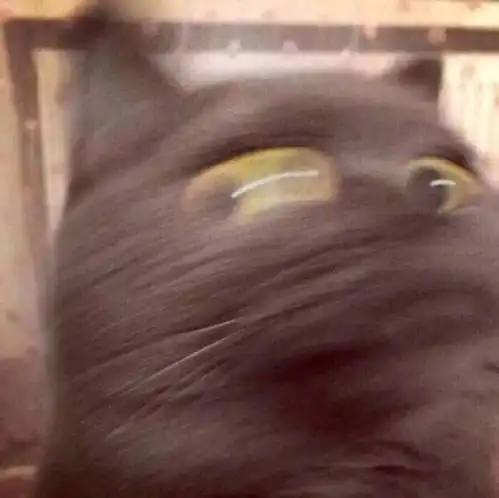 清流猫的安利庆祝猫眼的胜利
