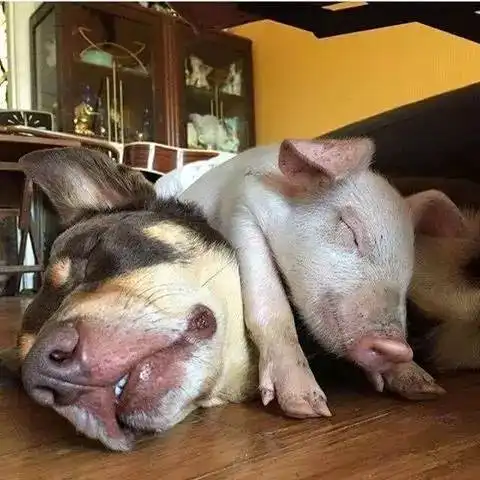 一只肉猪莫名地来到避难所,开启全新生活,权当自己是一只狗狗
