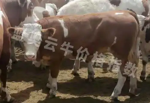 活牛现场成交价播报