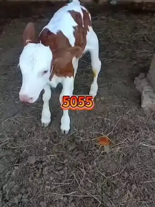 西门塔尔繁殖母牛西门塔尔小公牛养牛人的生活威尔森5055后裔
