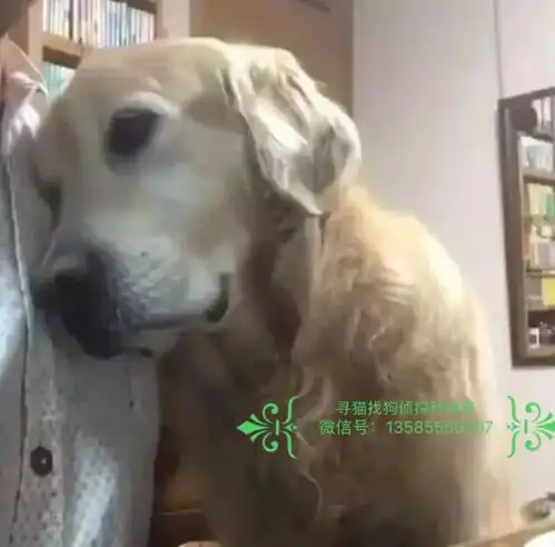 世界上最深厚的感情,排在第一位的竟是狗狗对主人
