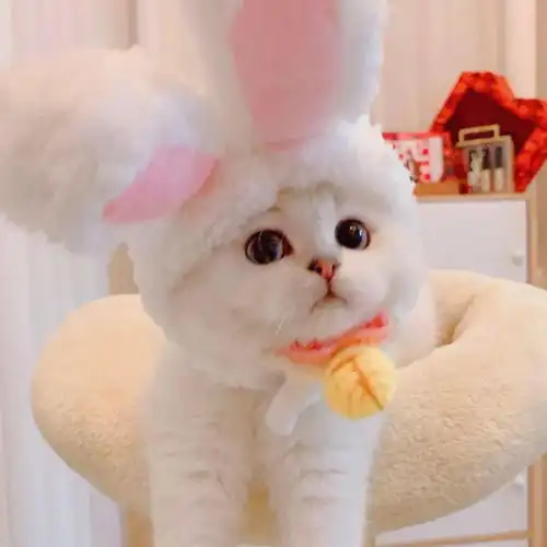网红猫咪猫猫奶糕头像
