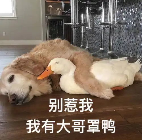 求一个会spss的大神
