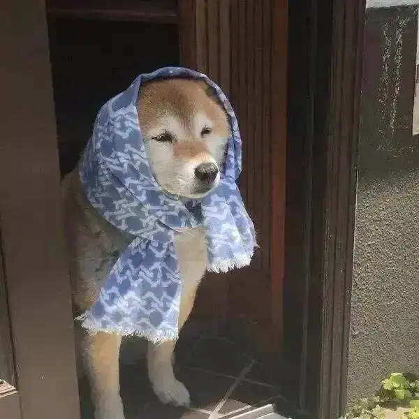 这波头像太喜欢了
