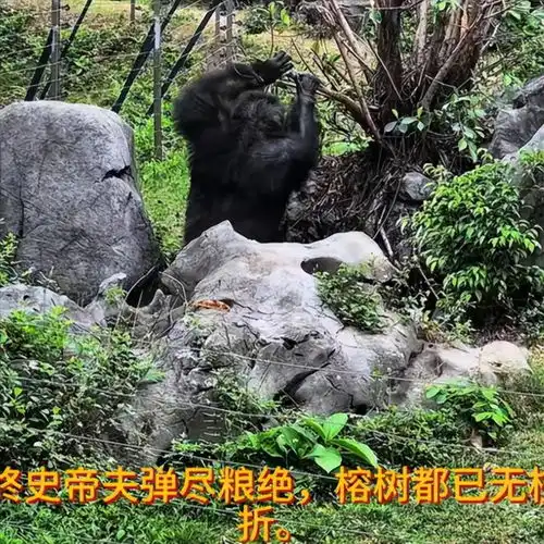 南宁网红猩猩扔石头砸伤游客,目击者发声,更多细节曝光引争议
