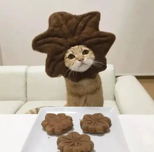 日本网友家的小猫咪又火了,一身可爱的穿搭,走红了ins
