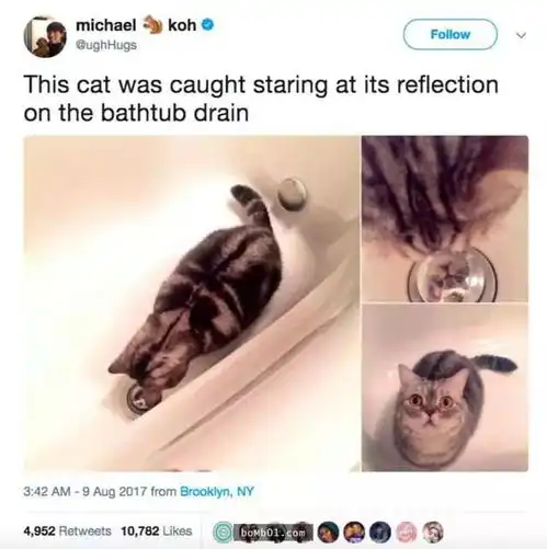 心情不爽的时候,就看看这些可爱的猫咪吧
