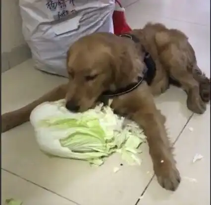 都说好白菜都让猪拱了,但我家的白菜,却让狗给拱了
