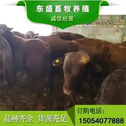 江苏省南京市小牛犊多少钱钰宏养殖场
