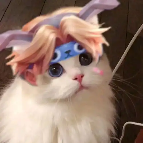 王者荣耀街头猫咪