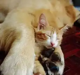 铲屎官救助了一只受伤的小猫,家里的金毛却乐开了花
