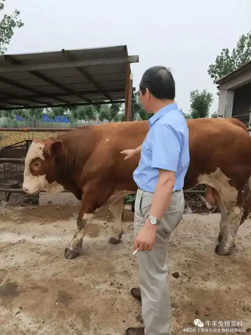 秋季牛配种期种公牛和母牛怎么养,学会配种成功率提升好几倍
