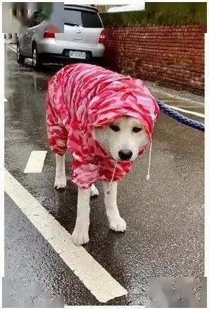 偶遇路人竟然和爱犬穿情侣装,这是地下恋情曝光了

