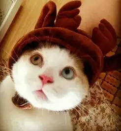 情侣头像,全是猫咪

