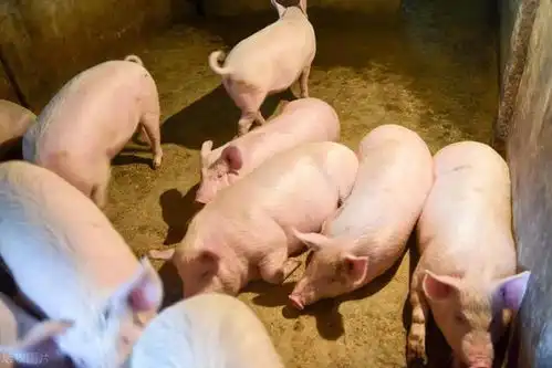 挑选母猪一定要会看水门
