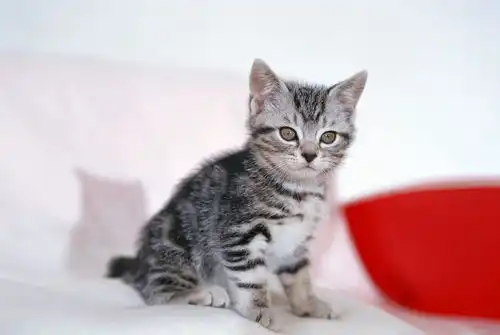 美图喜欢猫宠图片的可以速度收藏
