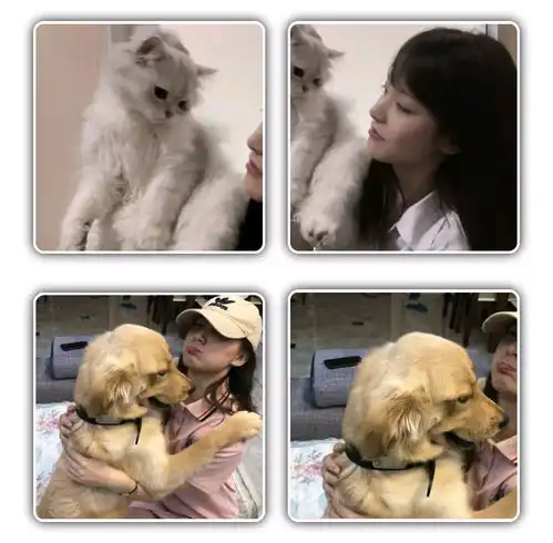 猫咪情侣头像可爱,动物情侣头像,狗狗情侣头像搞怪,狗狗情头,柴犬情头,柴犬可爱头像情侣,猫咪情侣头像可爱,猫猫的情侣头像,猫猫情侣头像无水印,猫咪情侣头像无水印