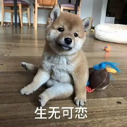 搞笑gif段子咬手了吧手贱的下场
