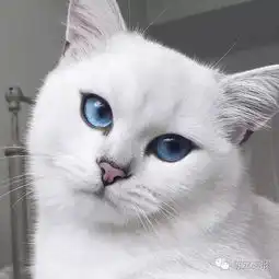 你一定会被这只猫咪的眼睛迷住..
