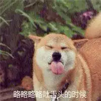 柴犬头像表情包微信头像图片大全
