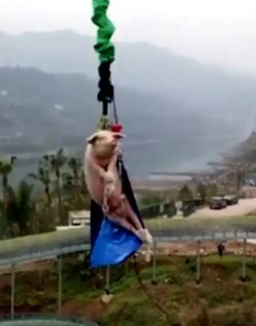 绑猪蹦极景区致歉做法欠妥,接受网友批评
