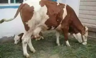 犊牛涨想买母牛的,怎么挑繁殖母牛
