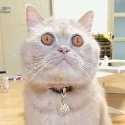 这橘猫的眼睛是金黄色的,被人称黄金猫,其实它最大爱好是
