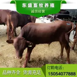 利木赞牛小牛价格,利木赞牛能长多少斤

