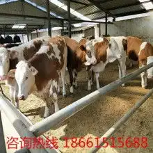 2019单环刺螠苗种价格报价单环刺螠苗种批发黄页88养殖网
