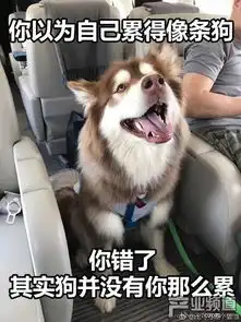 发条乐点做豆腐是稳赚不赔的买卖
