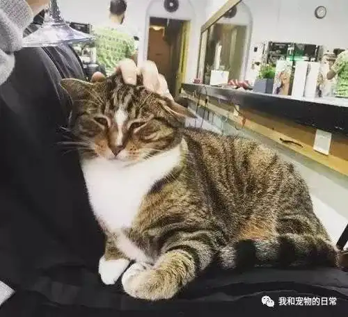 网友养了一只小奶猫开理发店,猫咪每天给客人按摩,踩奶,睡大腿
