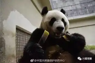 史上首次大熊猫星雅武雯明日飞赴荷兰,住9000平豪华熊猫馆
