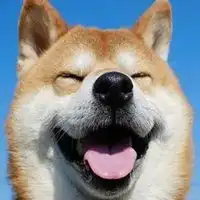 柴犬逗比情侣头像一对微信头像图片大全
