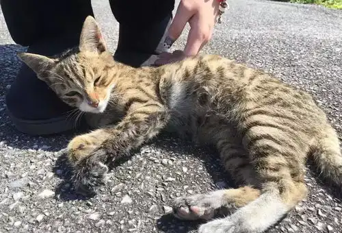 出国旅游被流浪猫碰瓷,一不忍心就带它飞了回来
