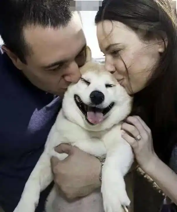 最爱笑的柴犬,笑容背后却是满满的心酸