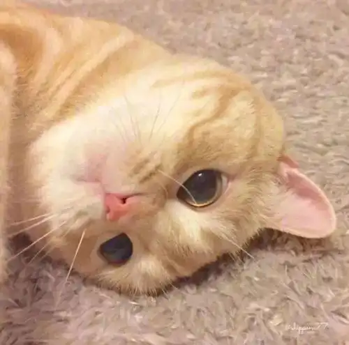 520猫咪情侣头像喜欢夏天的风,也喜欢夏天的你
