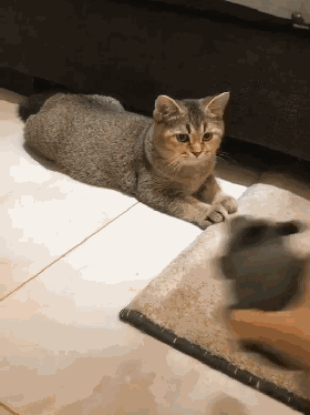 现实中的猫与老鼠混成了好朋友,关系很亲密
