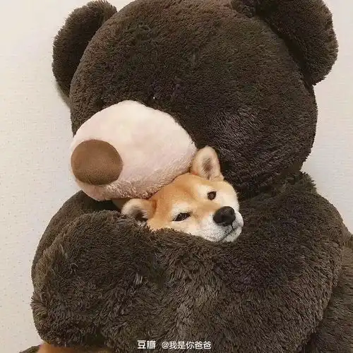 如何人工喂养小猫
