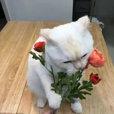 可爱猫咪头像热门猫咪头像
