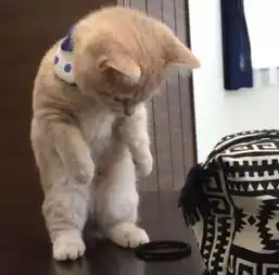 十个橘猫九个胖,现在知道原因了吧

