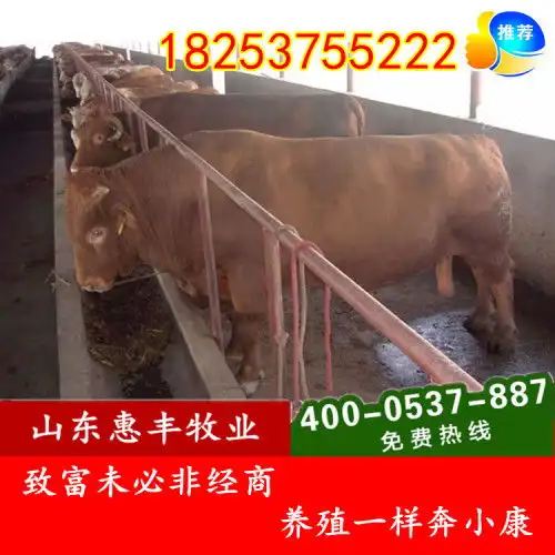 改良鲁西黄牛育肥牛,三元杂交肉牛崽最低价格
