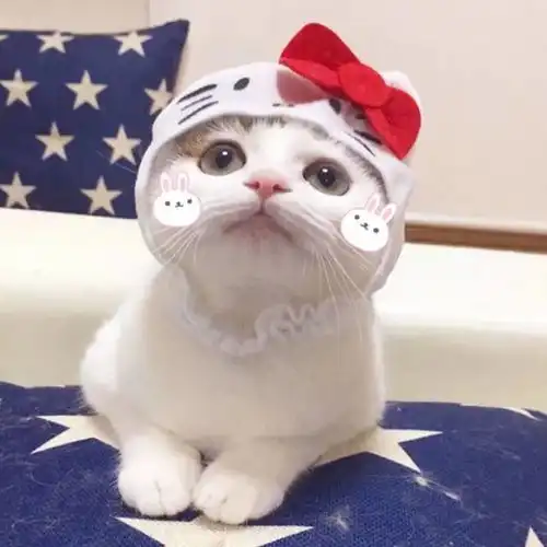 头像超萌的狗狗和猫咪头像
