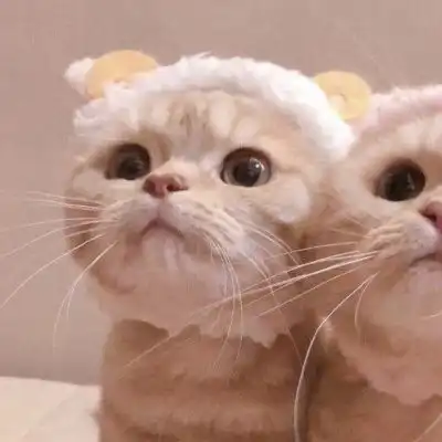 猫系列的情侣头像一左一右2020年两个猫咪的情头超萌版
