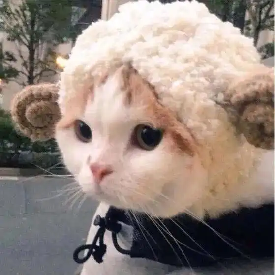 猫咪篇养护指南,留守安置攻略来咯
