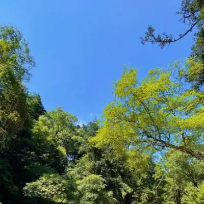 2023最新茂密森林唯美图片
