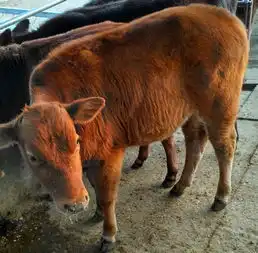 安福县改良肉牛安格斯牛1000斤牛多少钱