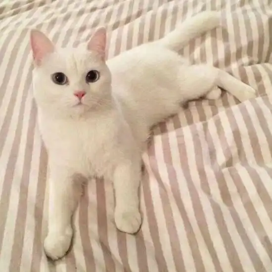 情感测试带哪只小猫回家测出你这辈子在乎的人是谁
