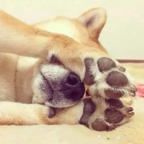 人类伴侣动物的定义
