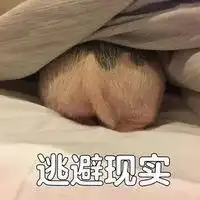 关于宠物猪的情侣头像微信头像图片大全
